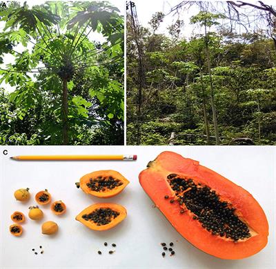 Domestication and Genetics of Papaya: A Review